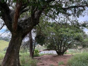 Vendo sítio/chácara em Bueno Brandão MG 4,51 ha 45.100 m² ótimo acesso direto com proprietár — foto 4