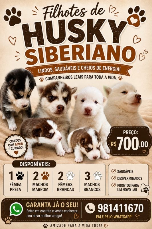 Vendo filhote de husky siberiano