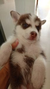Vendo filhote de husky siberiano — foto 4