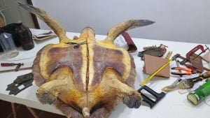 Aprenda A Empalhar Peixes E Crustáceos — foto 4