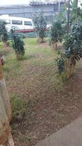 Jardinagem — foto 3