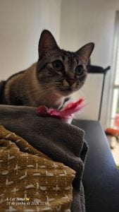 Cat Sitter (Babá de Gatos) — foto 4