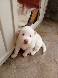 Vendo filhote de husky siberiano — foto 7