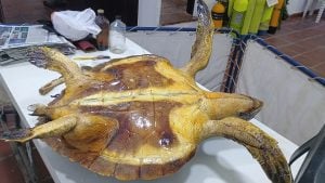 Aprenda A Empalhar Peixes E Crustáceos — foto 3