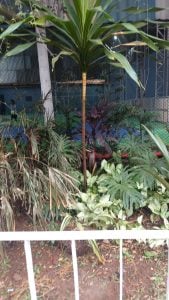 Jardinagem — foto 5
