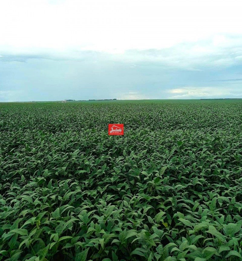 Arrendamento P/ Grãos área C/ 14.000 Há Podendo Ser Fracionada -em Paraíso Das águas - Ms — foto 2