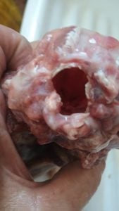 Aprenda A Empalhar Peixes E Crustáceos — foto 11