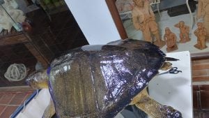 Taxidermista (conservação de animais mortos) — foto 3