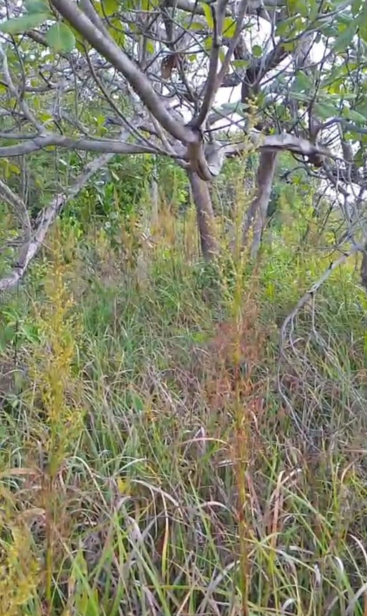 Vendo excelente terreno 74 hec, rio passa pelo o terreno, maravilhoso para um futuro resort, Icatu — foto 2