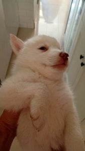 Vendo filhote de husky siberiano — foto 3