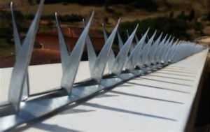 Concertina — foto 7