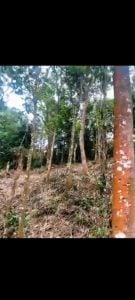 Terreno A Venda — foto 7