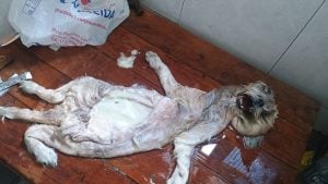 Aprenda A Empalhar Peixes E Crustáceos — foto 12