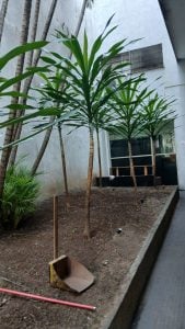 Jardinagem — foto 6