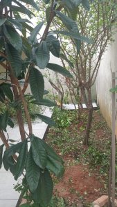 Vendo casa térrea — foto 11