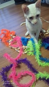 Cat Sitter (Babá de Gatos) — foto 8