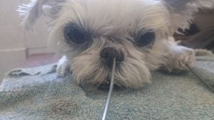 Taxidermista (conservação de animais mortos) — foto 5
