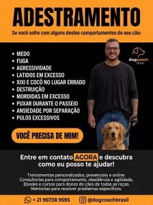 Adestramento de Cães — foto 5