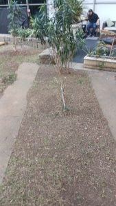 Jardinagem — foto 4