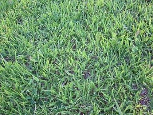 Sementes de Grama Batatais — foto 2