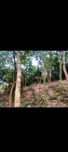 Terreno A Venda — foto 5