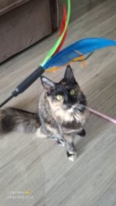 Cat Sitter (Babá de Gatos) — foto 10