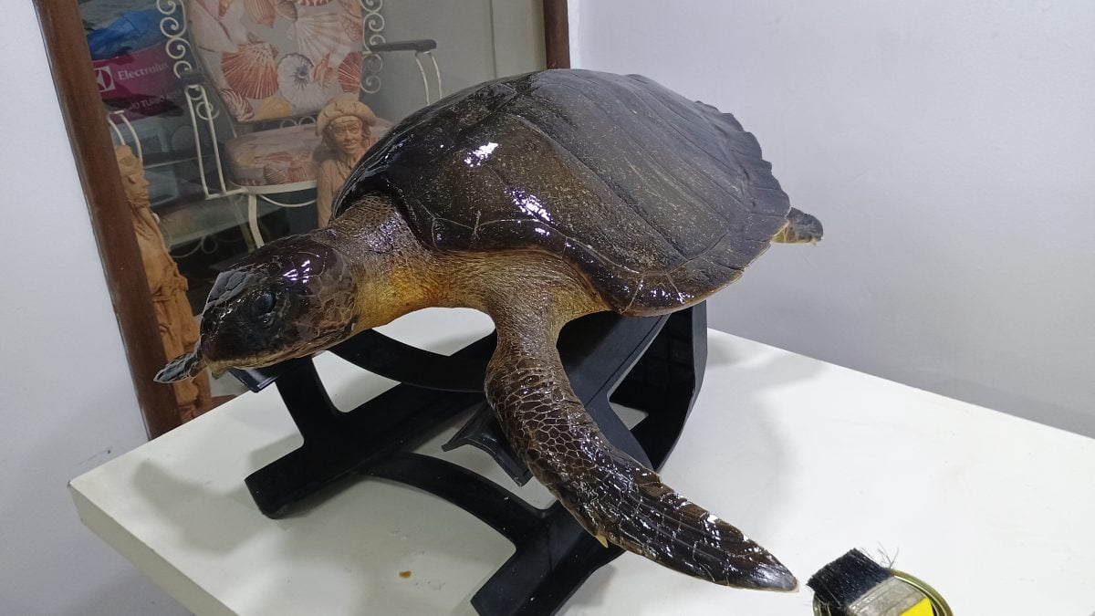 Aprenda A Empalhar Peixes E Crustáceos — foto 2