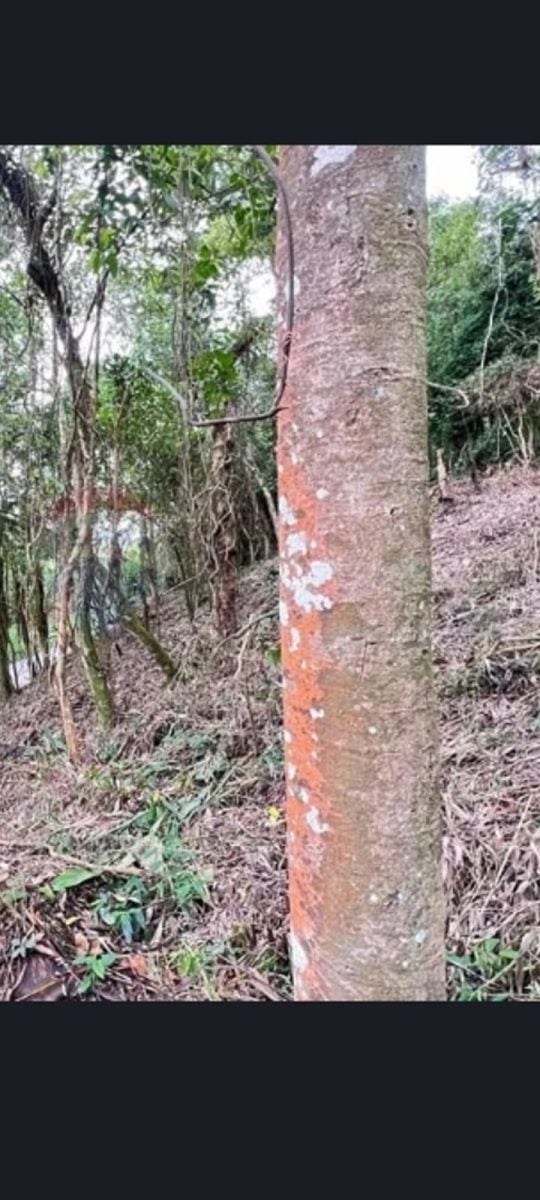 Terreno A Venda — foto 2