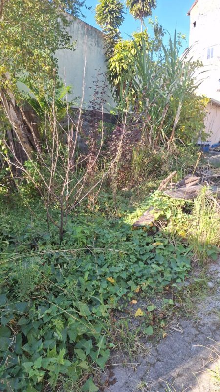 Poda de Arvore e Limpeza de terreno na Grande São Paulo e ABC