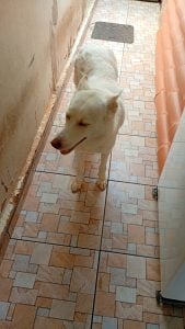 Vendo filhote de husky siberiano — foto 9