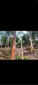 Terreno A Venda — foto 11