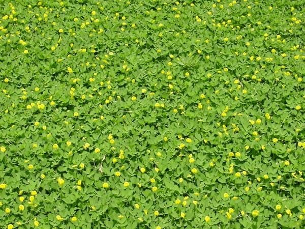 Sementes de Amendoim Forrageiro — foto 2