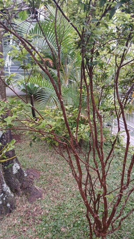 Jardinagem