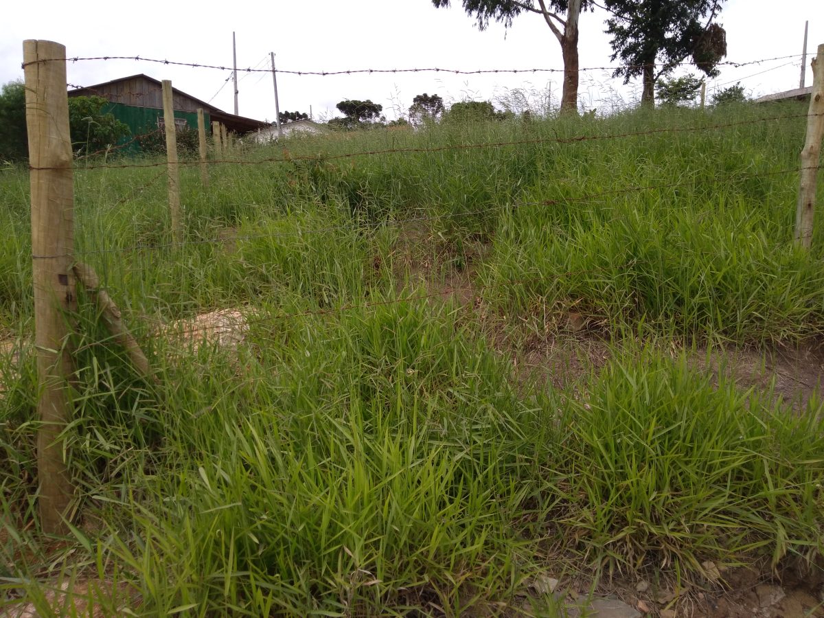 Terreno/lote em Reserva — foto 2