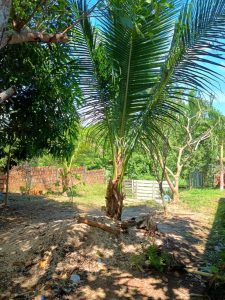 Oportunidade em iranduba r$ 80.000,00 (à vista não financia) — foto 4