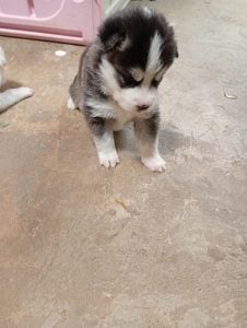 Vendo filhote de husky siberiano — foto 5