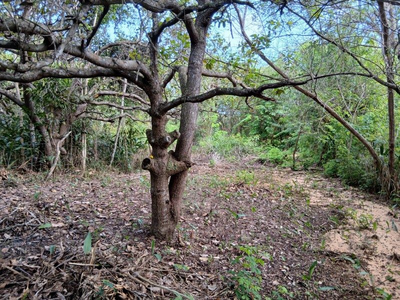 Vende-se um lote de terra — foto 2