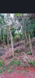 Terreno A Venda — foto 4