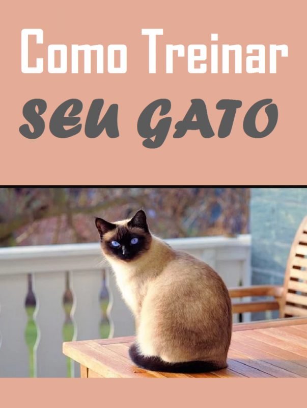 Como treinar seu gato