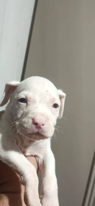 Doação De Filhote De Pitbull