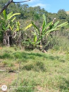 Chácara norte de sjcampos — foto 13