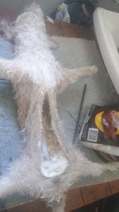Aprenda A Empalhar Peixes E Crustáceos — foto 8