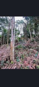 Terreno A Venda — foto 3
