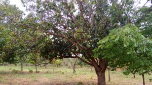 Terreno 30X70 2.100 MT. Escriturado Barato — foto 10