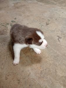 Vendo filhote de husky siberiano — foto 6