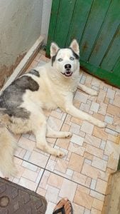 Vendo filhote de husky siberiano — foto 8