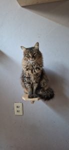 Pet Sitter — foto 4
