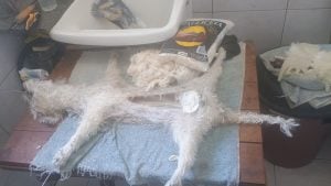 Aprenda A Empalhar Peixes E Crustáceos — foto 9