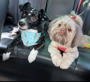 Pet Sitter — foto 3