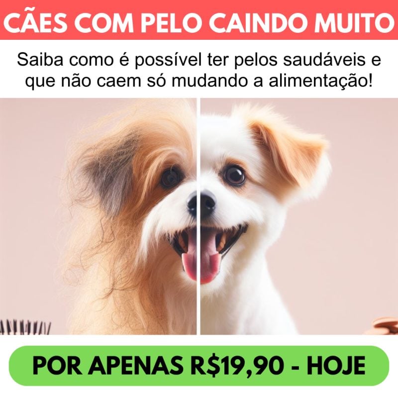30 Receitas saudáveis para seu cachorro